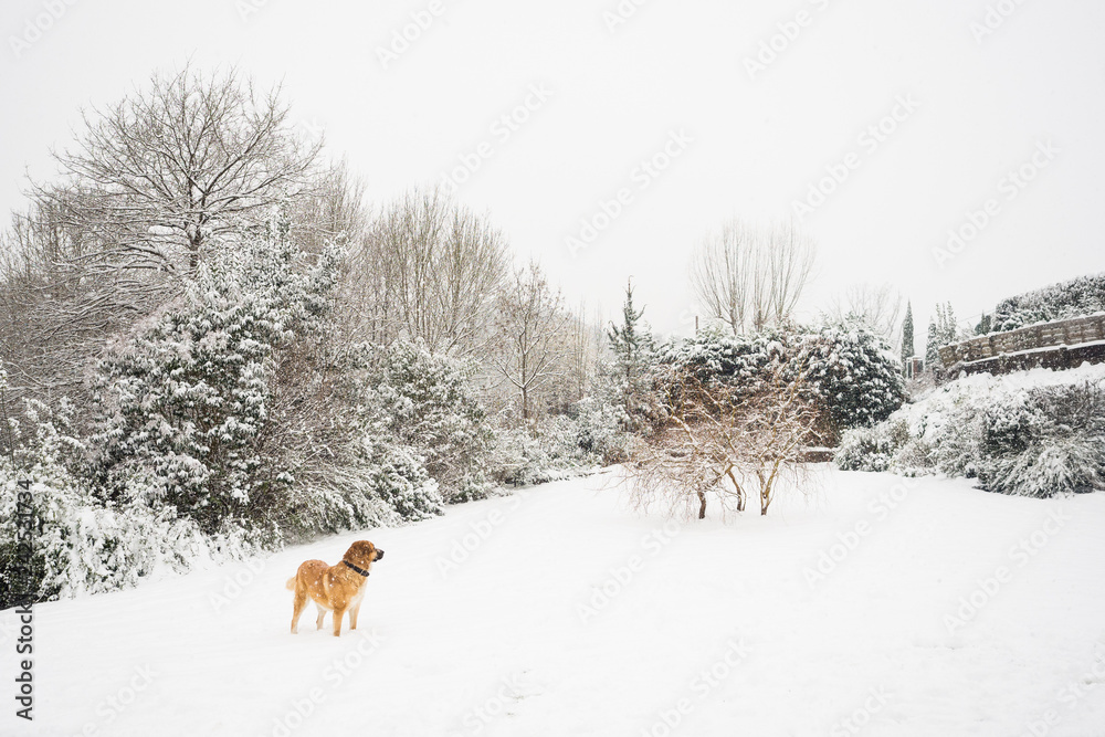 Naklejka premium Mastine dog playing in the snow. Snow landscape