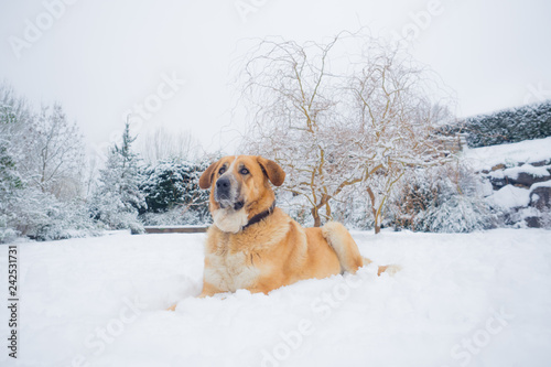 Mastine dog playing in the snow. Snow landscape