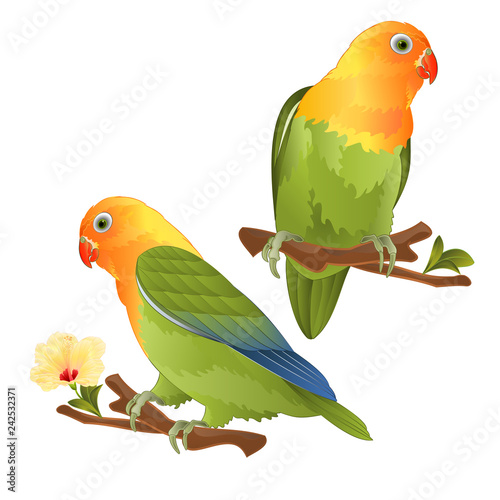Parrots lovebird Agapornis tropical bird  standing on a branch on a white background vector illustration editable hand draw
