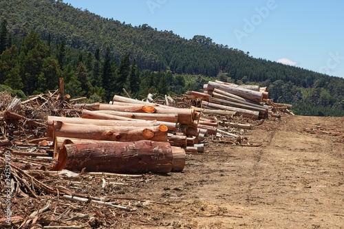 Deforestation concept image consisting of forestry trees that have been felled. Photo taken near Stutterheim, South Africa.  photo