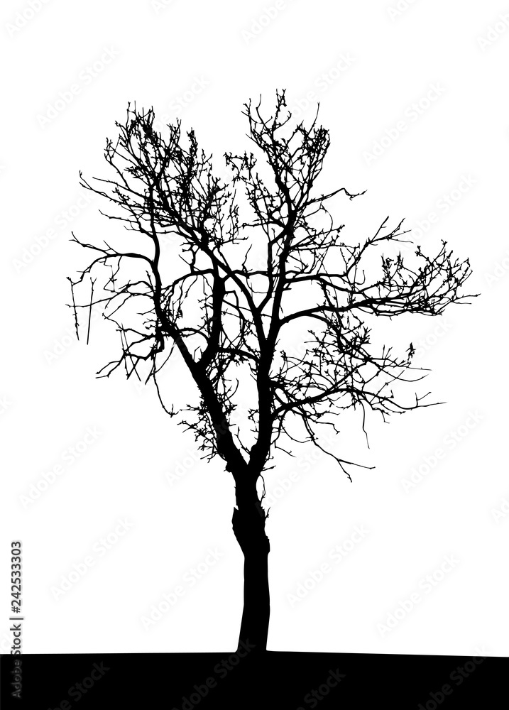 Tree Silhouette Isolated on White Backgorund. Vecrtor Illustration. Tree Silhouette Isolated on White Backgorund. Vecrtor Illustration.