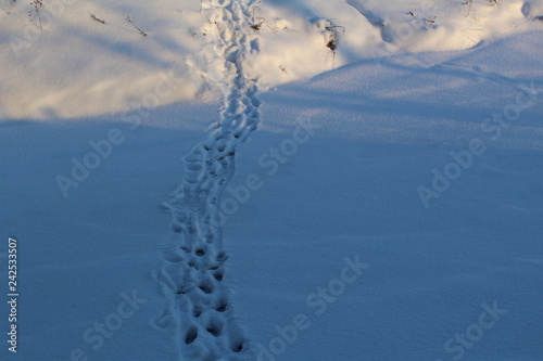 Footprints in the snow in winter