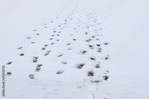 Footprints in the snow on the immature ice of a frozen pond