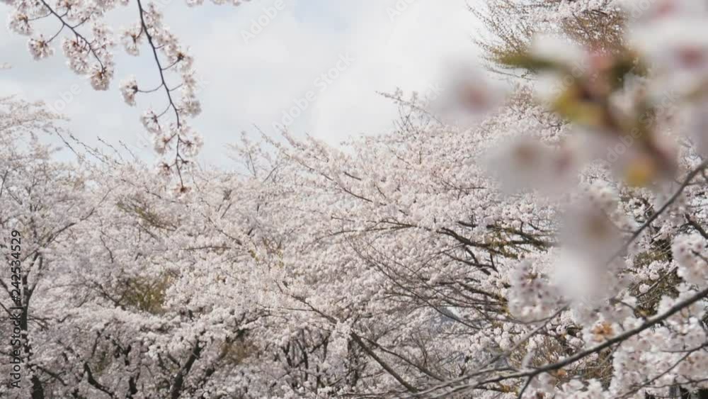 Somei yoshino sakura at park in spring season. Somei yoshino sakura at park in spring season.