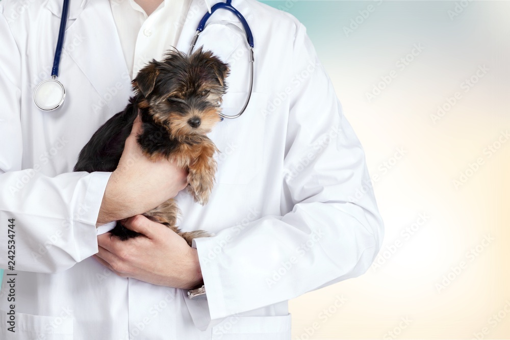 Small cute dog examined at the veterinary doctor, close-up Small cute dog examined at the veterinary doctor, close-up
