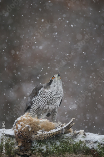 Wild male northern goshawk looking up