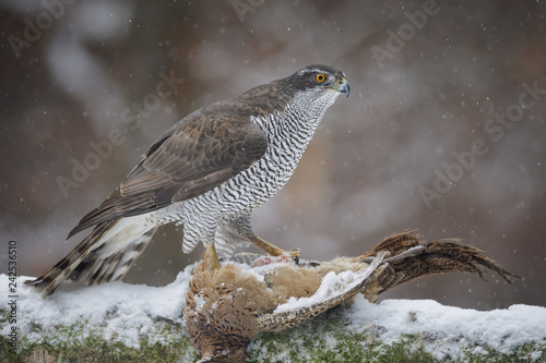 Wild female goshawk on a pheasant