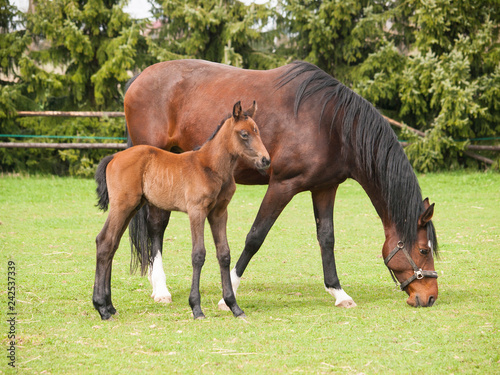 Potrait of one day old foal and mare on the pasture