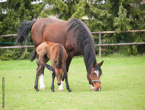 Portrait of mare and foal of sport horse on meadow