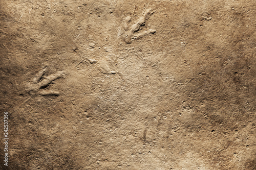 Real Dinosaur fossil Imprint, Dinosaur footprint