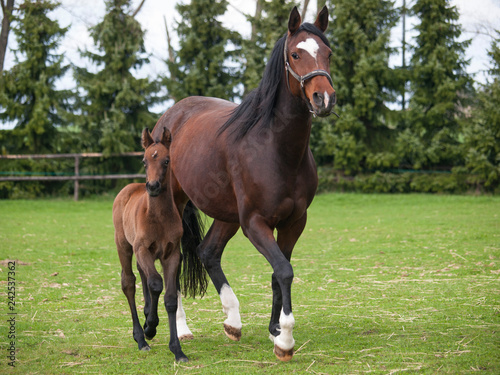 Mare and foal of sport horse on meadow