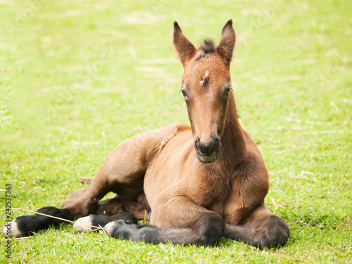 Portrait of young foal of sporthorse