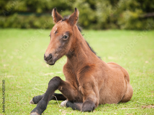 Young sporthorse foal try to stand up on pasture