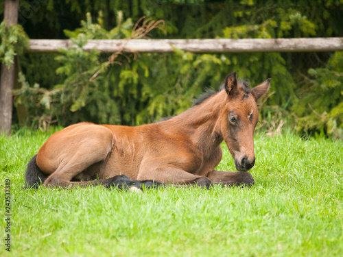 Young sporthorse foal lying on meadow