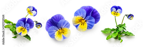 Pansy viola tricolor flowers set photo