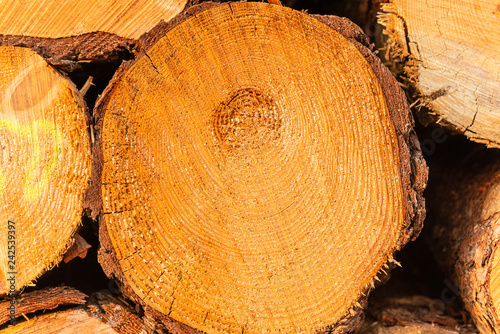 Timber land. Cut tree wood trunks, lumber stacks piled up at the side of a country road. Nature environmental convept. photo