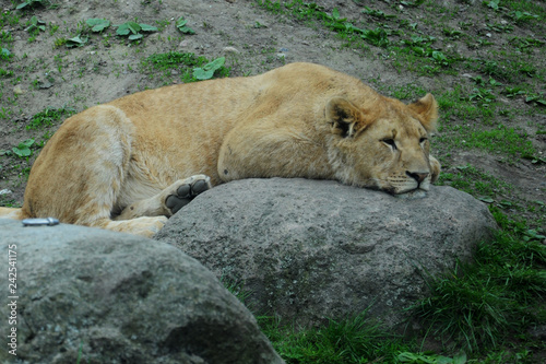 Sleeping lioness