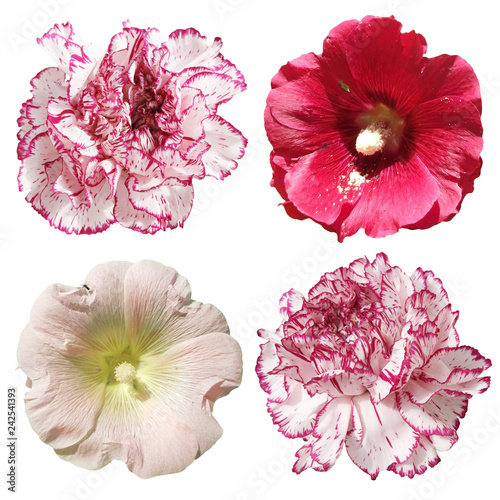 Mallow and carnation flowers isolated on white background 