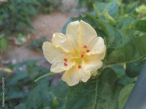 The beautiful Cestrum Nocturnum flower in garden photo