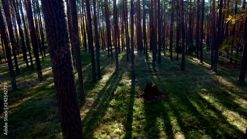 Poland, Tuchola forest, walk between the trees, drone shot 