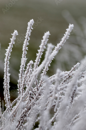 Macro frosted outdoors plants on the countryside in the morning on winter. © Xavier Lorenzo
