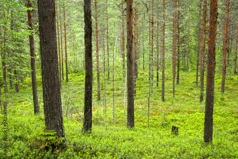 Green leafy forest, Sweden. Green leafy forest, Sweden.