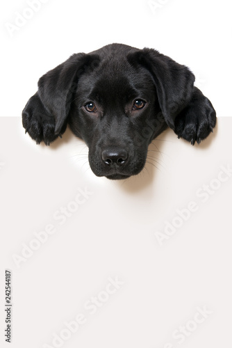 Fototapeta Naklejka Na Ścianę i Meble -  Labrador retriever puppy looking over a wall