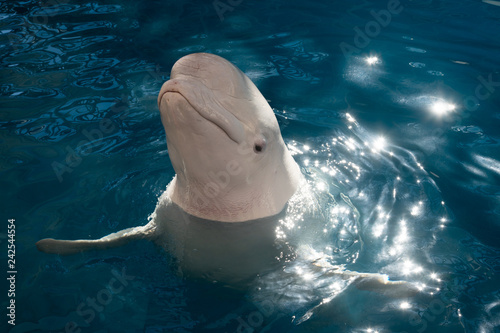 Vászonkép Portrait of beluga in the pool during sunny day