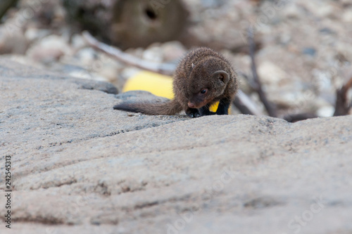 Banded Mongoose young
