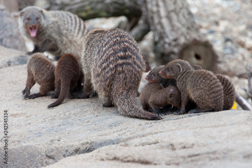 Banded Mongoose family