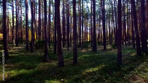 Poland, Tuchola forest, walk between the trees, drone shot 