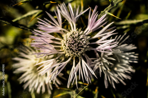 Flower Thistle Macro photography