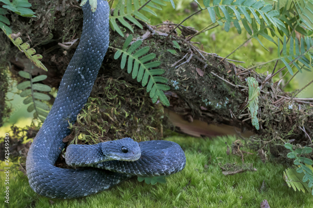 Bush viper / Atheris squamigera, A rare blue eyed form of t…