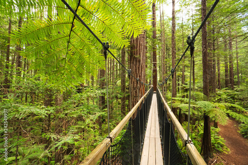 Treewalk through Forest of Tree Ferns and Giant Redwoods in Whakarewarewa Forest near Rotorua, New Zealand