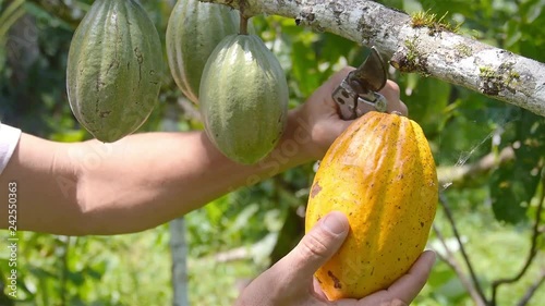 Farmer Plucking A Cacao Fruit and Cutting It at a Farm - Closeup 