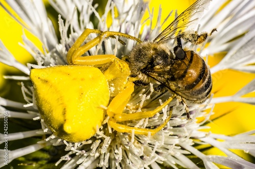 Spider Crab Spider of Flowers Thomisidae infraorder Araneomorphae Macro Photography Close-up photo