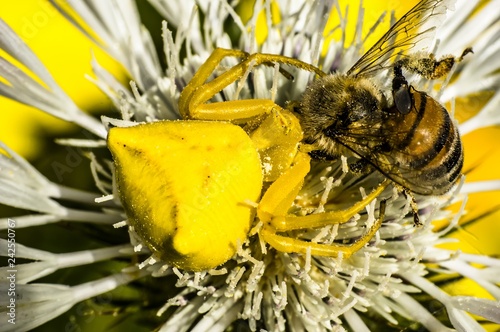 Spider Crab Spider of Flowers Thomisidae infraorder Araneomorphae Macro Photography Close-up photo