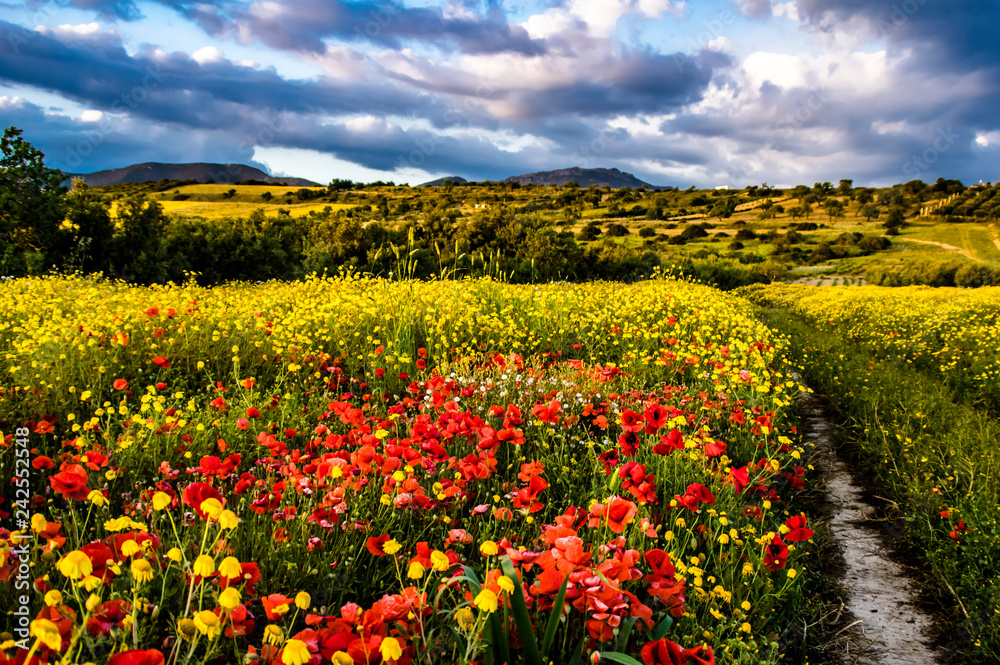 Fototapeta premium Countryside Landscaping Photography