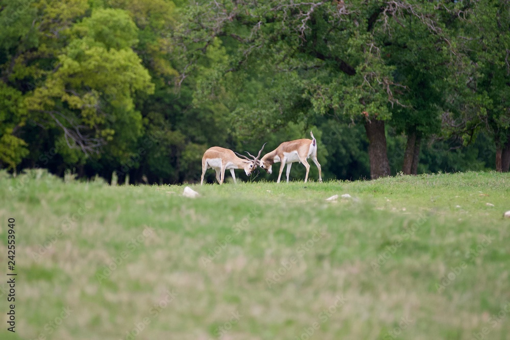 Obraz premium Deer Fight