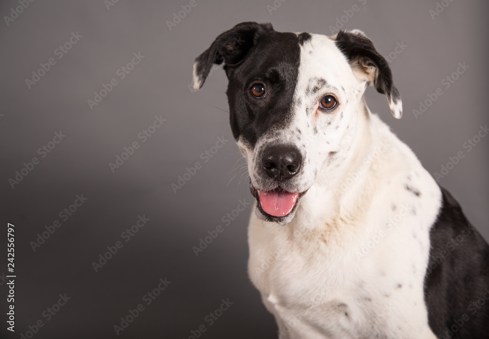 Happy black and white dog in studio