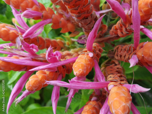 Guadeloupe, fleurs ou poissons rouges? photo