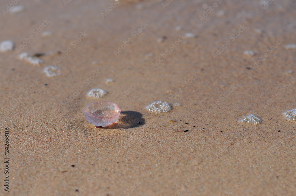 Aurelia aurita (common jellyfish, moon jellyfish, moon jelly, saucer jelly)  lying on the beach Stock Photo | Adobe Stock