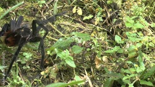 Tarantula Crawls through the Grass in the Amazonian Cloud Forest photo