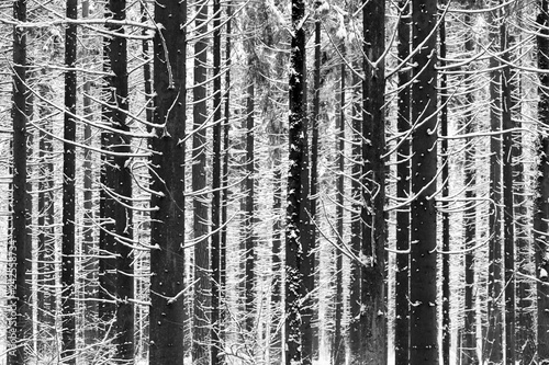 The trunks and branches of fir trees covered with white snow  winter forest  black and white image