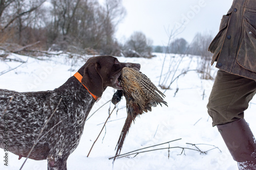 Hunting season, bird hunting. The dog gives the hunter a trophy. photo