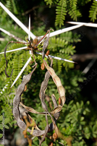 Süßer Dorn (Acacia karroo, Syn. Vachellia karroo) photo