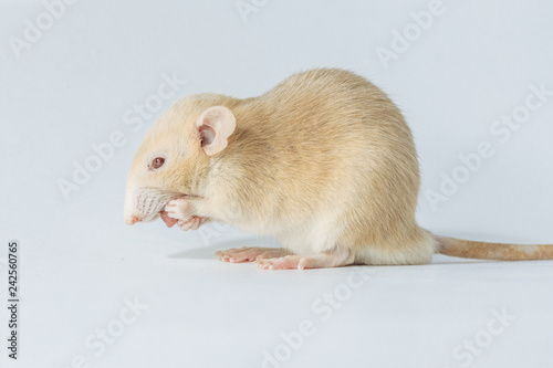 white laboratory rat isolated on white background