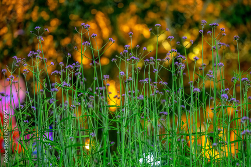 Fototapeta Naklejka Na Ścianę i Meble -  Purple statices flower in the park.