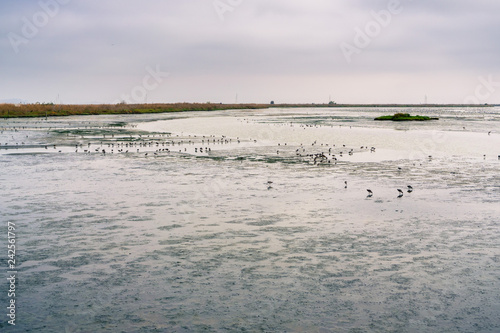 Birds looking for food in the marshes of San Francisco bay, Mountain View, California photo