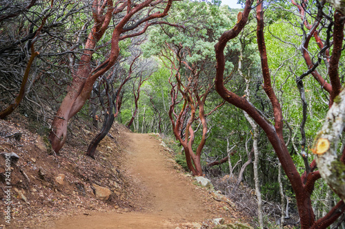 New hiking trail through manzanita trees, Mt Umunhum, Sierra Azul Open Space Preserve, Santa Clara county, California photo